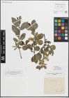 Foto von Salix myrsinifolia Salisb.